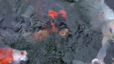 4k close up shot of large koi in a pond with their mouths open, hoping for food Stock Footage 47168556