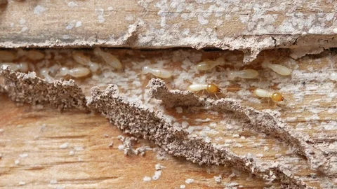 4k Close up shot, macro white ants or termites on decomposing wood. Stock Footage 90663668