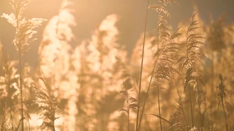 4k Close up shot of meadow grass. Backlight and flare. Golden hour Vidéo 147552032