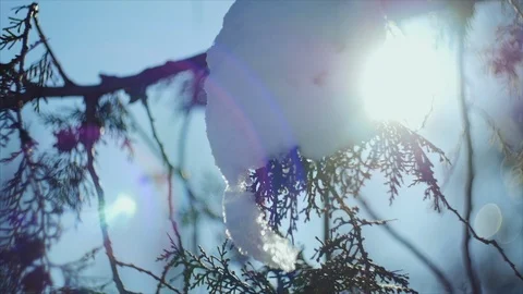 4K The close shot of the pine branch covered with snow Stock-Footage 102441890