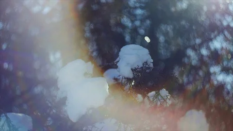 4K The close shot of the pine branch covered with snow Stock-Footage 102442705