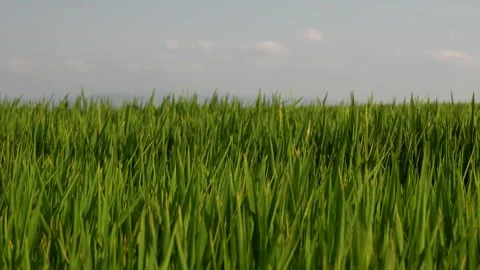 4K Close-Up Shot of Rice Leaves Swaying in the Wind in Green Paddy Field Stock Footage 322710448