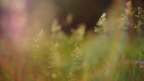 4K Close-up shot of seed grass shaking in the wind Vidéo 102559523