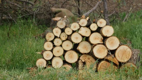 4K Close up shot Stack of wood logs in the middle of the field Vidéo 97522452
