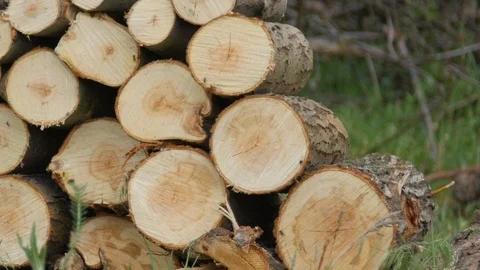 4K Close up shot stack of wood logs Stock-Footage 97524388
