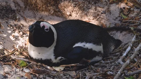 4K close-up side view of an African penquin sitting on its nest at Boulders Stock Footage 104684593