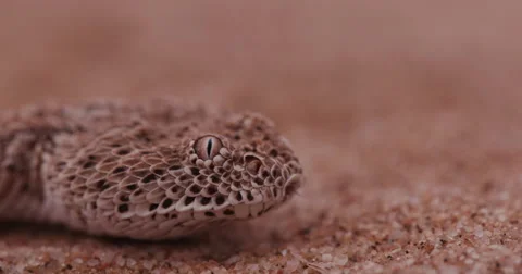 4K close-up of Sidewinder/Peringuey's adder flicking its tongue Video stock 64697768