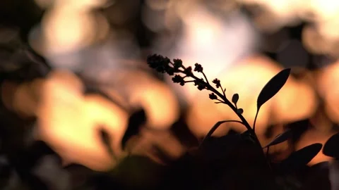 4k close-up silhouette of plant branches during golden sunset Stock Footage 334864003
