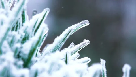 4K Close-up slow motion of snowflakes covering and falling on plants Видео 336551660