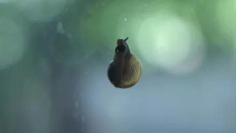 4K Close Up of Snail on glass window bokeh background Stock Footage 287807155