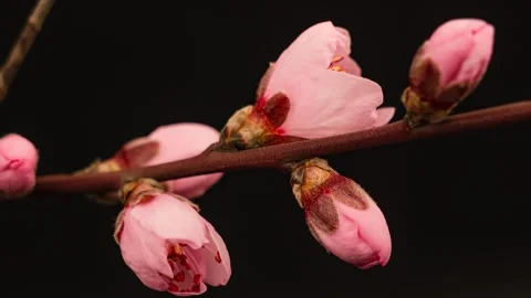 4K Close Up Spring Peach Blossoms Bloom Time Lapse Vídeo Stock 347345658