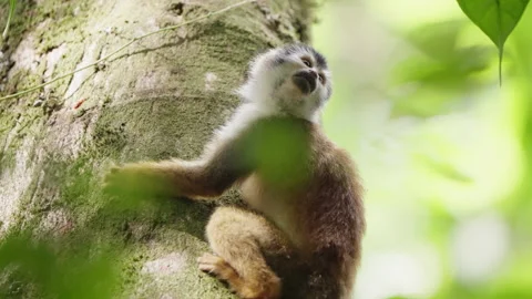 4K Close Up Of Squirrel Monkey Looking Around While Clinging To Tree Trunk Stock Footage 285870842