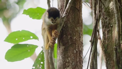 4K Close Up Of Squirrel Monkey Perched On Branches Looking Around The Rainforest Stock Footage 285870963