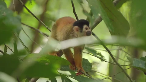 4K Close Up Of Squirrel Monkey Perched On Branches Looking Around The Rainforest Stock Footage 285871069