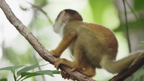 4K Close Up Of Squirrel Monkey Perched On Branches Looking Around The Rainforest Stock Footage 285871130