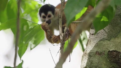 4K Close Up Of Squirrel Monkey Perched On Branches Eating Leaves In Rainforest Stock Footage 285871220