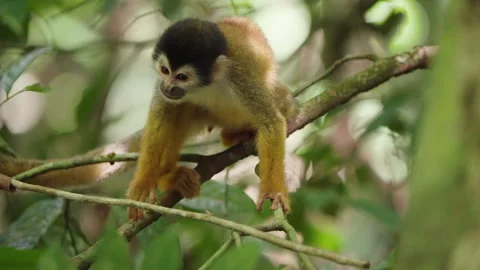 4K Close Up Of Squirrel Monkey Perched On Branches Looking Around The Rainforest Stock Footage 285871334