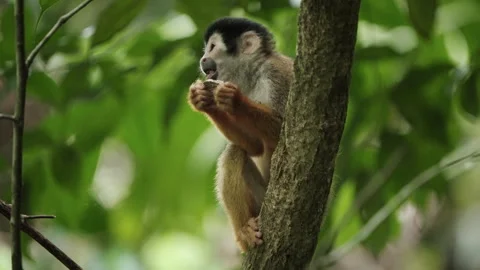 4K Close Up Of Squirrel Monkey Perched On Branches Looking Around The Rainforest Stock Footage 285871392