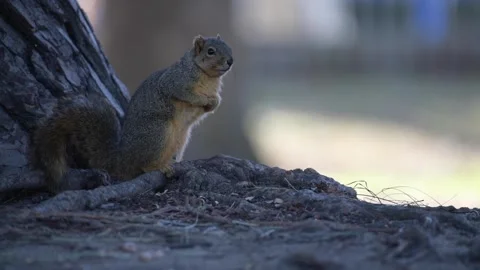 4K Close Up of a Squirrel in Stunning Wildlife Focus Stock Footage 297846324
