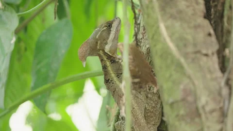 4K Close Up Static Shot Of Brown Basilisk Perched On The Side Of A Tree Trunk Stock Footage 285875798