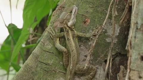 4K Close Up Static Shot Of Brown Basilisk Eating An Insect While Perched On Tree Stock Footage 285876018