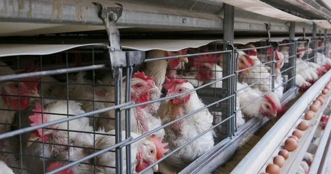 4K close-up static view of cramped chickens in a large scale egg laying Stock Footage 95286565