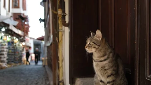 4K Close Up of Stray Cat Watching Street from Doorstep with Bokeh Background Stock Footage 325745787