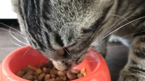 4k Close up striped kitten eats fresh dry cat food in orange plate for small Stock Footage 139729696
