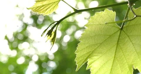 4k close-up of sunlit grapevine with blurred green background Video stock 284858719