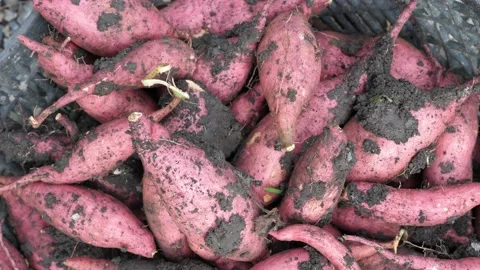 4K Close up of sweet potato fruits with soil. Concept of agriculture Stock Footage