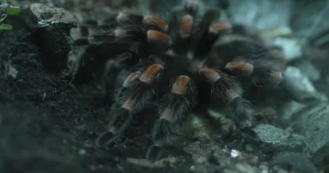 4K Close-up of a Tarantula Spider Crawling on Rocks Stock Footage 266866788