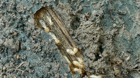 4K close up Termites running through tunnels and eating wood. Видео 68335188