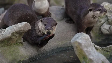 4K Close-Up of Three River Otters - Cinematic Wildlife Fur Detail Stock Footage 330500776
