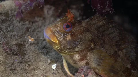4K close up of a tompot blenny (Parablennius gattorugine) off the UK coast 動画素材 252019055