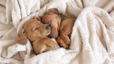 4K Close-up Two Young Red Dachshund Puppies Sleeping Beige Blanket Stock Footage 330480956