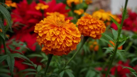 "4K Close-ups: The Elegance of Cempasúchil Flowers" Stock Footage 252106516
