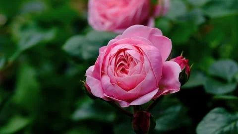 4K close-up video of a beautiful pink rose flower Stock Footage 277109818