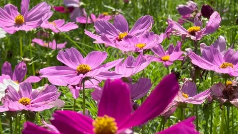 4K close-up video of blooming pink cosmos flowers swaying gently in sunlight in  Stock-Footage 337517341