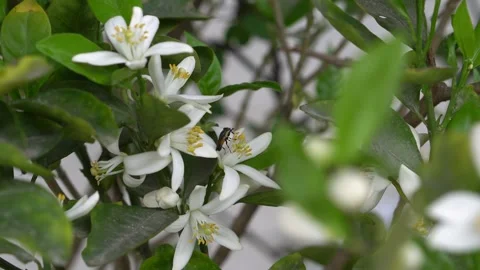 4k close up video clip of insects sucking nectars from the blooming flower Stock Footage 304716591