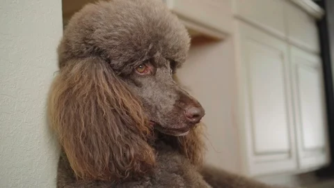 4K Close-up Video Portrait of Brown Poodle Vidéo 90400129