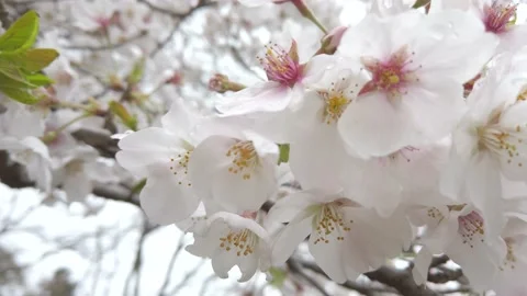 4K Close-up video of sakura in motion by windy and panning shot Vidéo 132377687