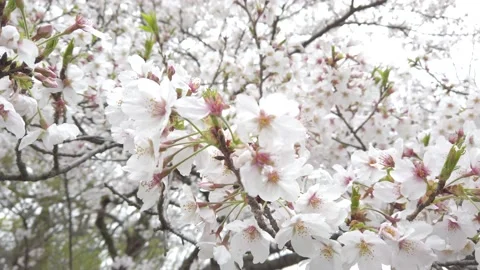 4K Close-up video of sakura in motion by windy and panning shot Stock Footage 132377850
