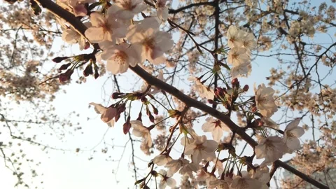 4K Close-up video of sakura in motion Stock Footage 132378420