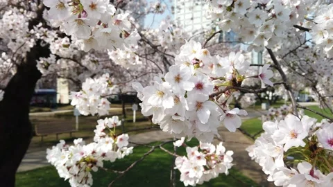 4K Close-up video of sakura in motion by windy and panning shot with warm filter Stock Footage 132384697