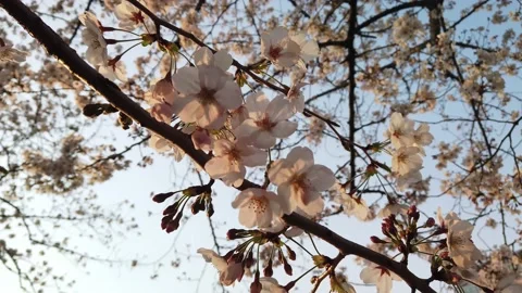 4K Close-up video of sakura in motion by windy and panning shot with warm filter Stock Footage 132384979