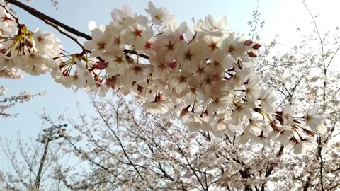 4K Close-up video of sakura in motion by windy and panning shot with warm filter Vidéo 132385115