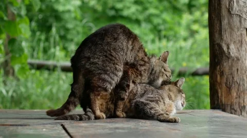 4K close-up video shooting. Mating cats Stock Footage 154871263