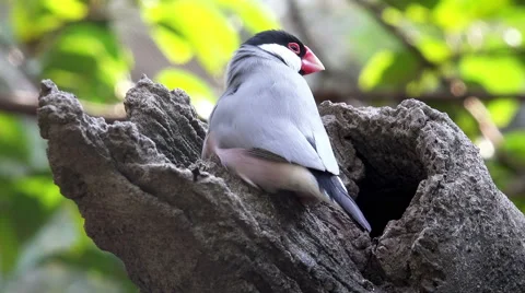 4K Close-up View of Bird Get in a Hollow Branch Video stock 58812810
