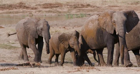 4K close-up view of a breeding herd of elephants leaving a waterhole after Stock Footage 102757976