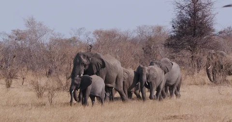 4K close-up view of a breeding herd of elephants walking in the bushveld of Stock Footage 102758078